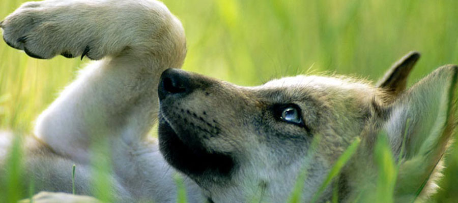 Ambulatorio Veterinario Suisio - Dott.ssa Silvia Radaelli