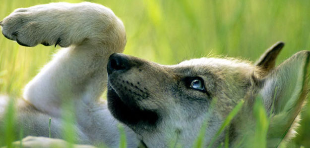 Ambulatorio Veterinario Suisio - Vaccinazioni cane